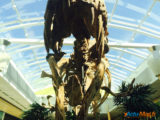 Les Ulis : Les dinosaures envahissent le centre commercial ! 22