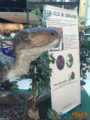 Les Ulis : Les dinosaures envahissent le centre commercial ! 6