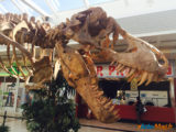 Les Ulis : Les dinosaures envahissent le centre commercial ! 21