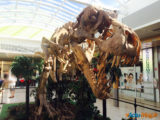 Les Ulis : Les dinosaures envahissent le centre commercial ! 20
