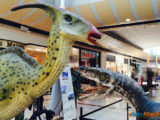 Les Ulis : Les dinosaures envahissent le centre commercial ! 18