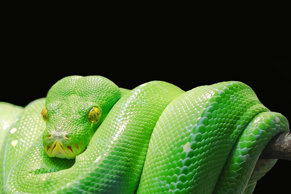 Les passagers d&rsquo;un vol à direction de Mexico découvrent un serpent dans l&rsquo;avion !