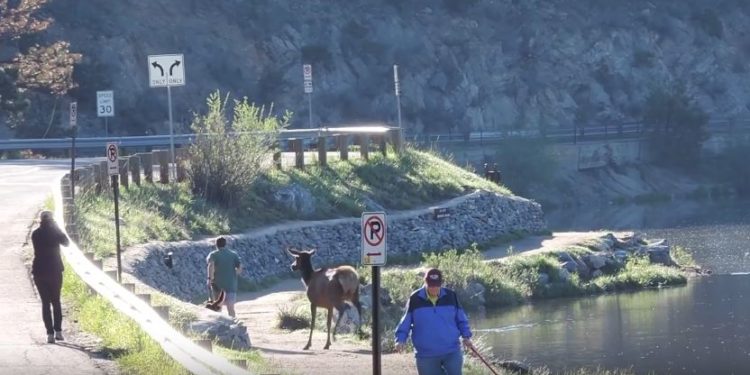 Un jogger et son chien poursuivis par un Wapiti !