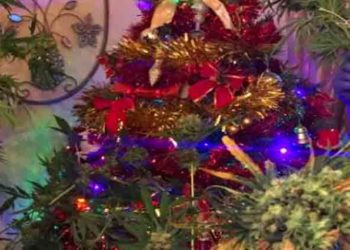 Angleterre : En contrôlant le domicile d&rsquo;un homme, les policiers découvrent une plante de cannabis décorée en sapin de noël !
