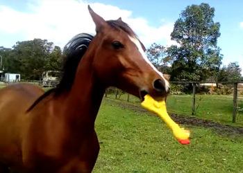 Un cheval s&rsquo;amuse avec un poulet en plastique !