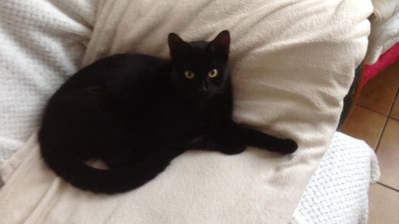 Une pétition lancée après la mort de Léo, un chat tué d’une balle dans le thorax en pleine rue