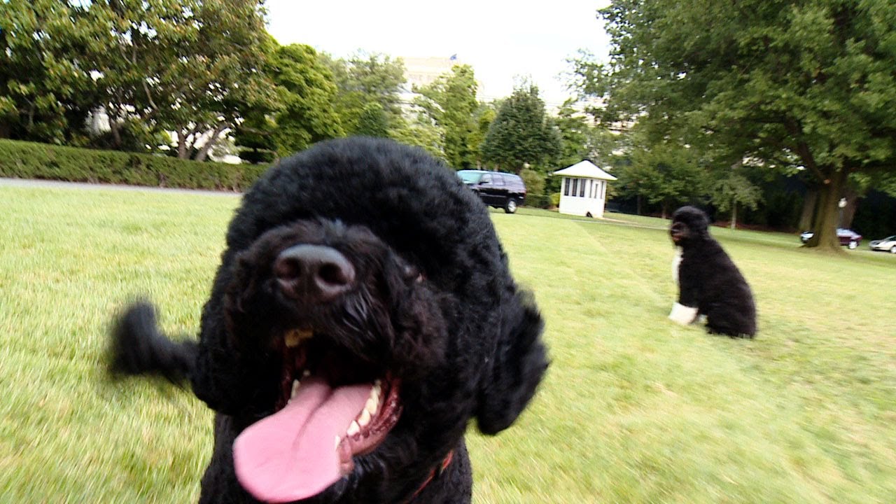 Une proche de la famille présidentielle américaine se fait mordre par le chien de Barack Obama pendant une visite de la Maison Blanche !