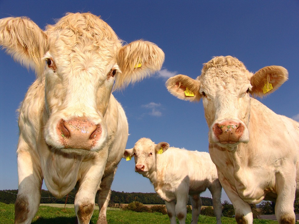 La 54 ème édition du Salon de l&rsquo;agriculture a ouvert ses portes ce samedi !
