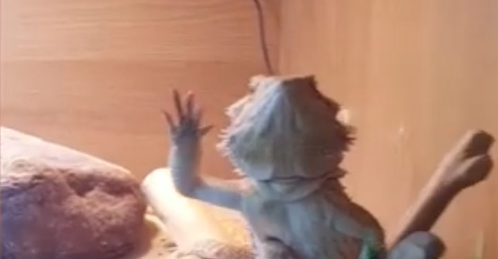 Le lézard répond à son maître qui lui fait un coucou !