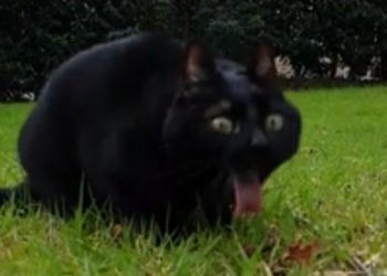Il filme son chat en slow motion en train de vomir !