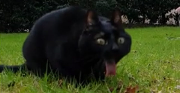 Il filme son chat en slow motion en train de vomir !