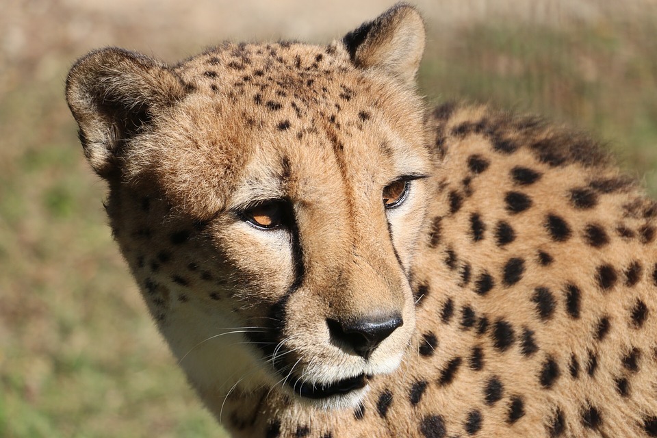 Angleterre : Un guépard s&rsquo;échappe de son enclos, les visiteurs du zoo obligés de se cacher !