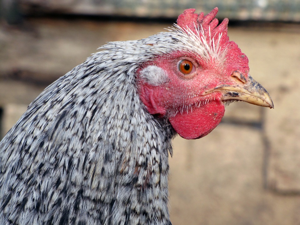 Rouen : Elle surprend son mari en train de faire l&rsquo;amour avec… une poule !