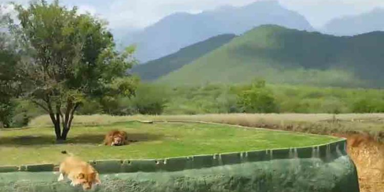 Mexique : Une lionne tente d’attaquer des visiteurs et chute violemment de son enclos !