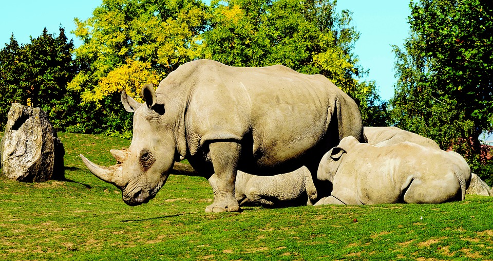 Un rhinocéros du zoo de Thoiry tué par balle par des braconniers qui ont volé sa corne !