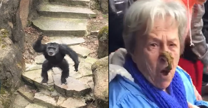 Une mamie reçoit des excréments au visage lancés par un chimpanzé !