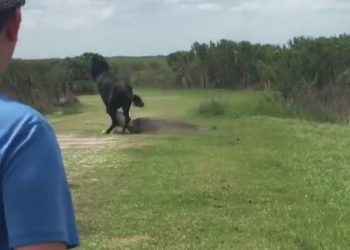 Floride : L&rsquo;incroyable réaction d&rsquo;un cheval qui s&rsquo;en prend à un alligator sur un parcours de golf