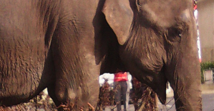 Paris : Un éléphant sème la zizanie rue de Rivoli après s’être échappé d’un cirque !