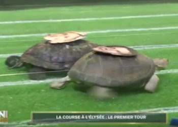 Les tortues Macron Lepen