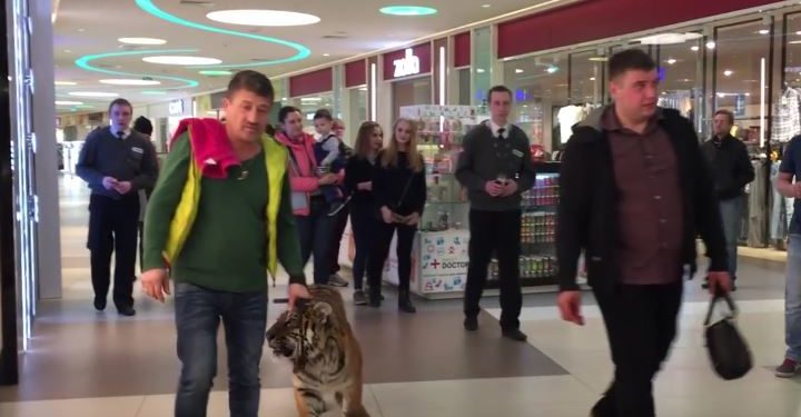 Russie : Il se promène dans un centre commercial avec son tigre
