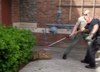 alligator
