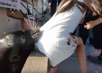 lion de mer