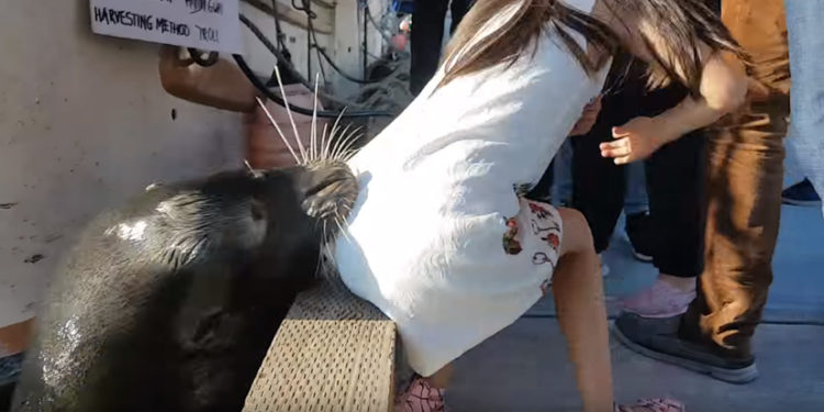 lion de mer