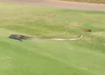 python