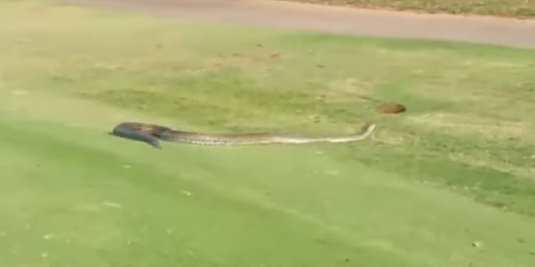 python