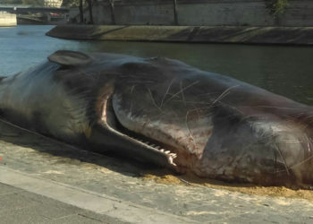 baleine