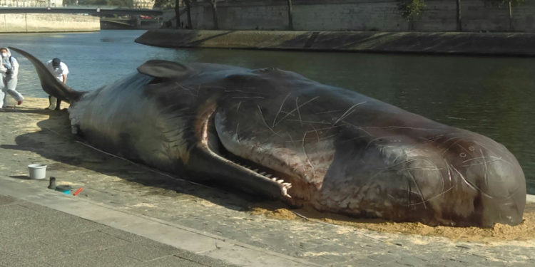 baleine