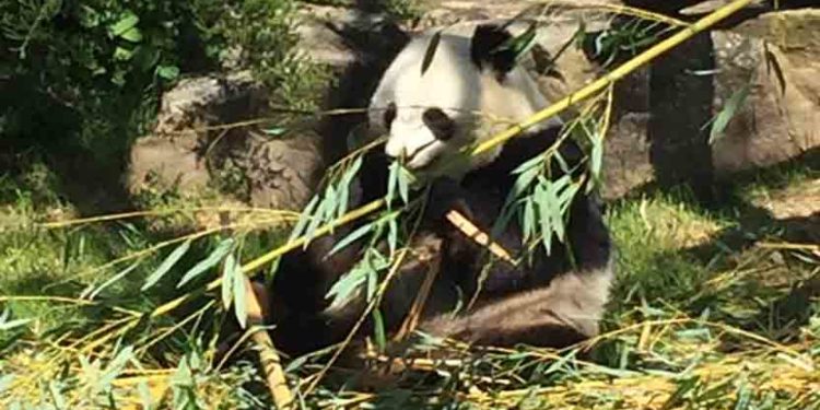 Panda