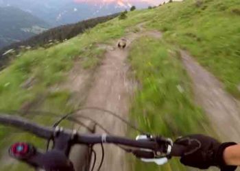 marmotte
