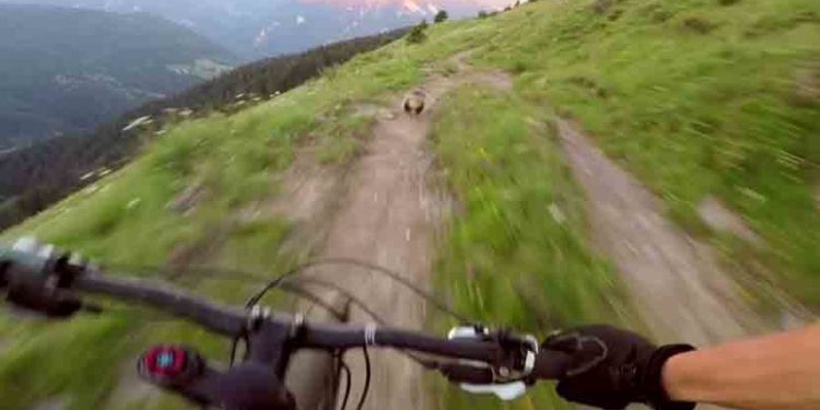 marmotte