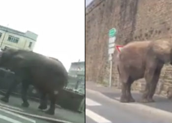 éléphants