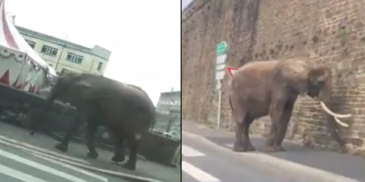 éléphants