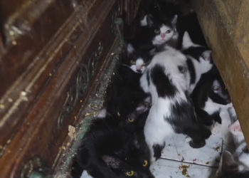 chats