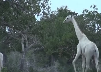 girafes