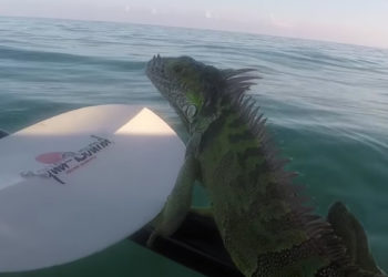 iguane