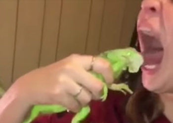 iguane