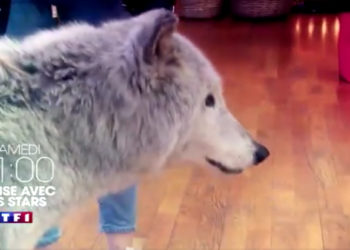 loup