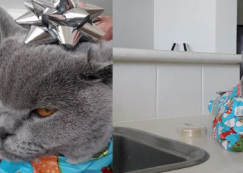 chat