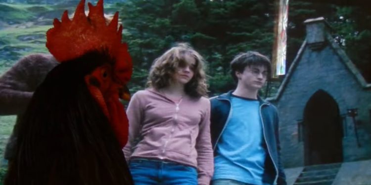 coq