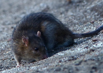 rats
