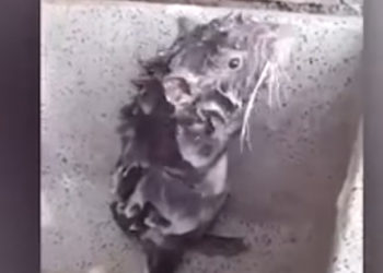 rat
