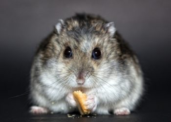 Hamster