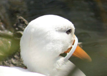 cane