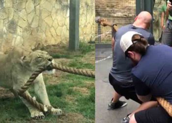 Texas : 3 champions de la WWE ne font pas le poids face à une lionne lors d&rsquo;un concours de tir à la corde !