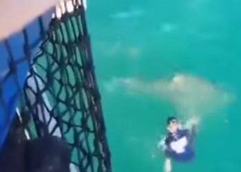 requin