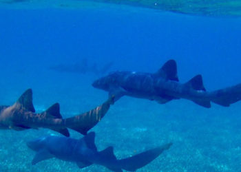 requins
